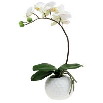 Artikel Phalaenopsis Creme im Keramiktopf 33cm