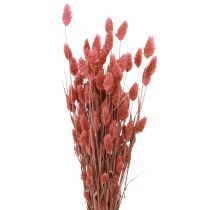 Artikel Phalaris Glanzgras Trockenblumen Pink 64cm 70g × 2St