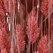 Artikel Phalaris Glanzgras Trockenblumen Pink 64cm 70g × 2St