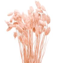 Artikel Phalaris Rosa Glanzgras getrocknet Trockendeko 65cm 60g