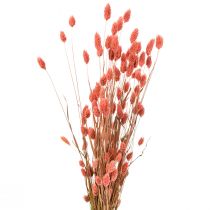 Phalaris Pink Glanzgras getrocknet Trockendeko 70cm 75g