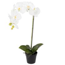 Artikel Kunstpflanze Orchidee täuschend echt für Büro und Wohnzimmer Dekoration 62cm