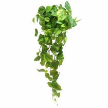 Artikel Philodendron Hänger 80cm
