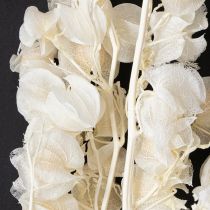 Artikel Physalis getrocknet Gebleichte Lampionblume Deko Nicandra 75-80cm 100g