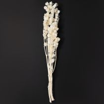 Artikel Trockenblume Lampionblume gebleicht 75–80 cm Creme 100 g