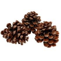 Artikel Pinus Pinea mittel 10/14cm Natur 50St