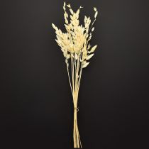 Artikel Trockenblumen Plattährengras Chasmanthium Champagner 70 cm 10 Stiele
