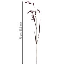 Artikel Plattährengras Trockengras Chasmantium Lila 70cm 10 St