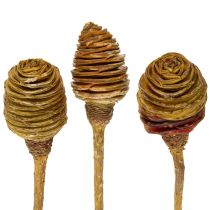Artikel Platyspermum Köpfe mit Stiel Creme 5-7,5 cm, 50 Stück aus Holz