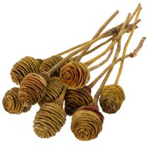 Artikel Platyspermum Köpfe mit Stiel Creme 5-7,5 cm, 50 Stück aus Holz