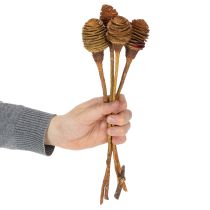 Artikel Platyspermum Köpfe mit Stiel Creme 5-7,5 cm, 50 Stück aus Holz