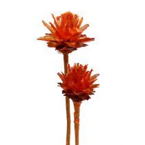 Artikel Plumosum 1 Orange 25 St