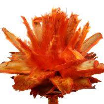Plumosum 1 Orange 25St