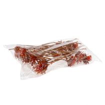 Artikel Plumosum 1 Orange 25 St