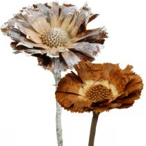 Exoten Mix Protea Rosette Natur, Weiß gewaschen Trockenblume 9St