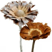 Artikel Exoten Mix Protea Rosette Natur, Weiß gewaschen Trockenblume 9 St