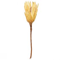 Artikel Getrocknete Protea Repens Blüten Creme 10-12 cm 25 Stück