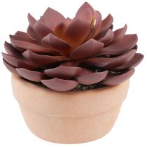 Artikel Sukkulente im Topf Echeveria künstlich Rot Ø15cm