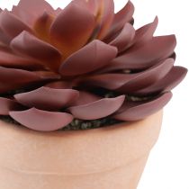 Artikel Sukkulente im Keramik-Topf Echeveria künstlich Weinrot Ø15cm