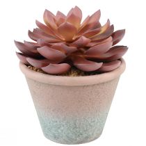 Artikel Sukkulente im Topf Echeveria künstlich Rot Vintage Ø15cm H16cm