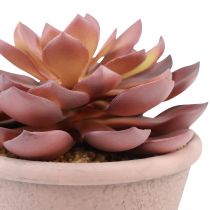 Artikel Sukkulente im Keramiktopf, Echeveria künstlich, Ø 15 cm, Höhe 16 cm, Rot