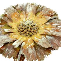 Artikel Repens Rosette Grün gefrostet 8–9 cm, 25 Stück – Natur-Trockenblumen