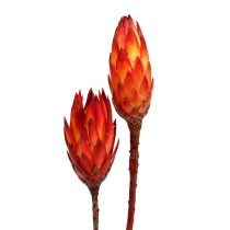 Repens Rot 2-Ton 25St