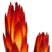 Artikel Repens Rot klein 50 St