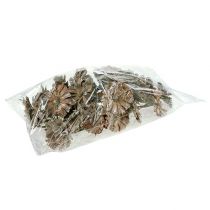 Artikel Repens Rosette 6-7cm Weiß gewaschen 25St