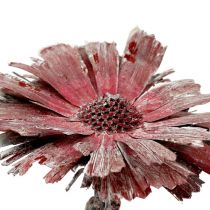 Protea Rosette erika gefrostet  Ø8-9cm 25St