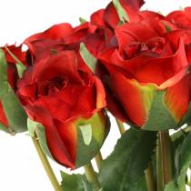Rose Rot 42cm 12St