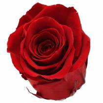 Artikel Infinity Rosen Groß Ø5,5-6cm Rot 6 St
