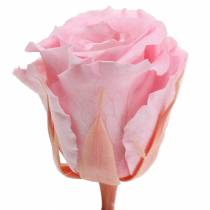 Artikel Ewige Rosen Ø4-4,5cm Rosa 8 Stück Natürliche Konservierung