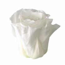 Artikel Konservierte Rosenköpfe Ø4–4,5 cm Weiß 8 Stück
