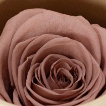 Artikel Konservierte Rosenköpfe lila und altrosa 4 cm 6er-Set für Dekoration