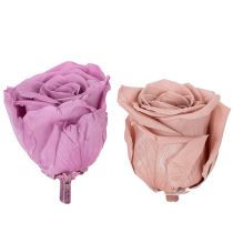 Artikel Konservierte Rosenköpfe lila und altrosa 4 cm 6er-Set für Dekoration