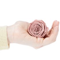 Artikel Rosenköpfe konserviert Romantisches Geschenk lang haltbare Rosen für besondere Anlässe 5cm 6St