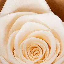 Artikel Konservierte Rosenköpfe aus echten Blüten Creme 4-5 cm 6 Stück