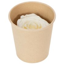 Artikel Konservierte Rosenköpfe Weiß 4 cm Durchmesser 6 Stück für Tischdekoration