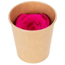 Artikel Konservierte Rosen Rosa 4-5 cm Durchmesser 6er Set Tischdekoration
