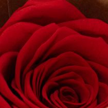 Artikel Konservierte Rosen Rot 5 cm 6 Stück für Dekoration und Hochzeiten