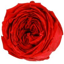 Artikel Rote Rosen Infinity Rosen Echte Rosenköpfe Rot Ø6cm 6 St