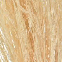 Straußgras Agrostis Capillaris Trockengräser Gebleicht 65cm 80g