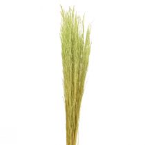 Straußgras Agrostis Capillaris Trockengräser Grün 65cm 80g