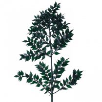 Ruscus Grün Deko Zweige Dunkelgrün 75-95cm 1kg