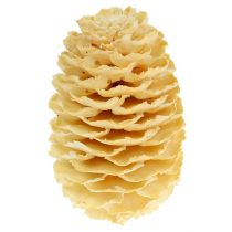 Artikel Sabulosum Zapfen gebleicht 500g, Holz, Creme, 2-5,5 cm hoch
