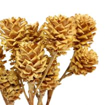 Artikel Salignum Zweig Leucadendron Trockenblumen 35–45cm Naturfarben 25 Stk
