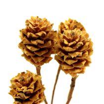 Artikel Trockenblumen-Zweige Salignum Hell 4–6 Blüten, 20–27cm, 100 Stück