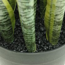 Sansevieria, Kunstblume, Bogenhanf im Topf H50cm Ø14cm