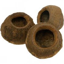 Artikel Paradiesnuss Pflanztopf Natur Sapucaia Ø14cm H10cm 3 St